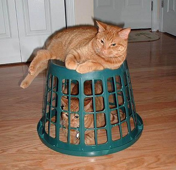 animals i admire cat in basket with cat on basket