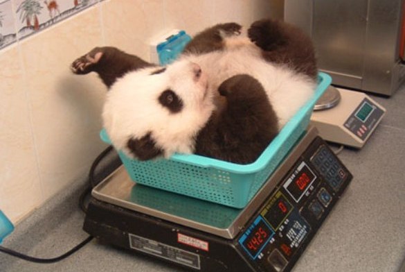 cute+baby+panda+019.jpg