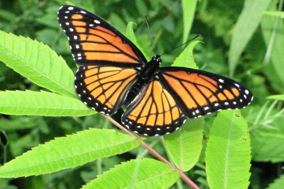 Butterfly Indicators of Ecosystem Change Nature Craze