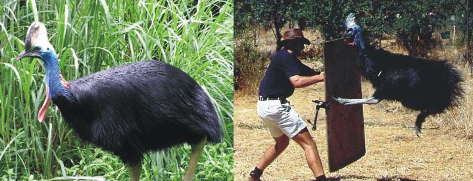 KASUARI,  Burung Paling Berbahaya di Dunia