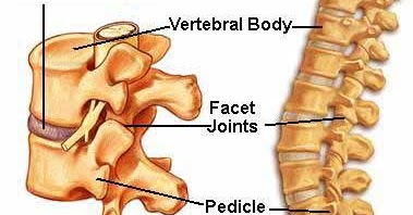 Walters Chiropractic: ANATOMY OF THE SPINE