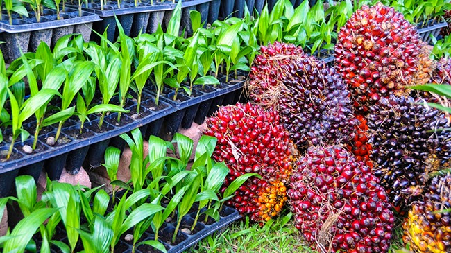 Red Palm Oil For Healthy Natural Hair Curlynikki Natural Hair Care