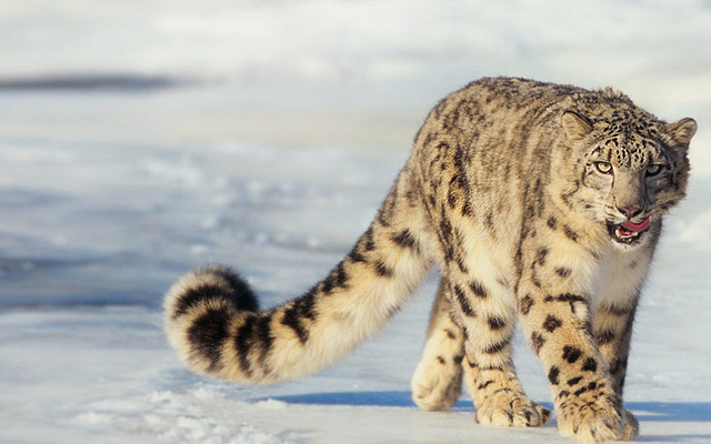 Snow Leopards Discovered Flourishing in Afghanistan ~ Kuriositas