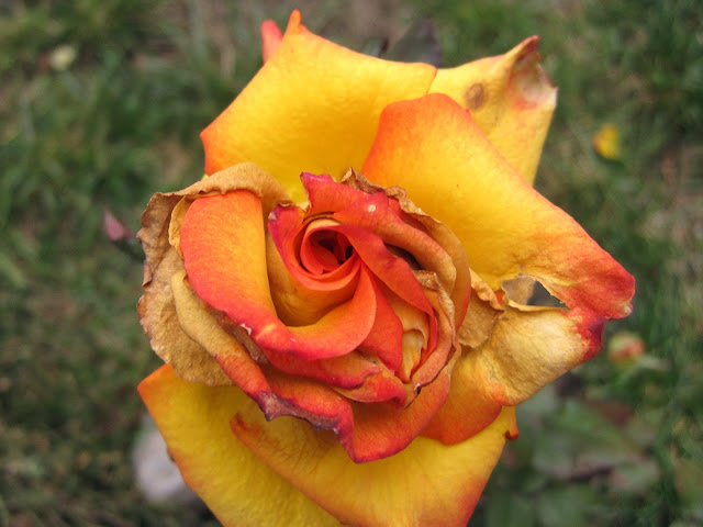 rose роза
