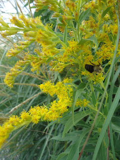 Look what's growing in the Ladner community garden