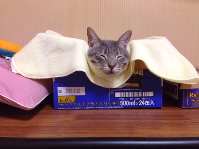 ビールの空き箱 猫ぶろぐ 禄 天