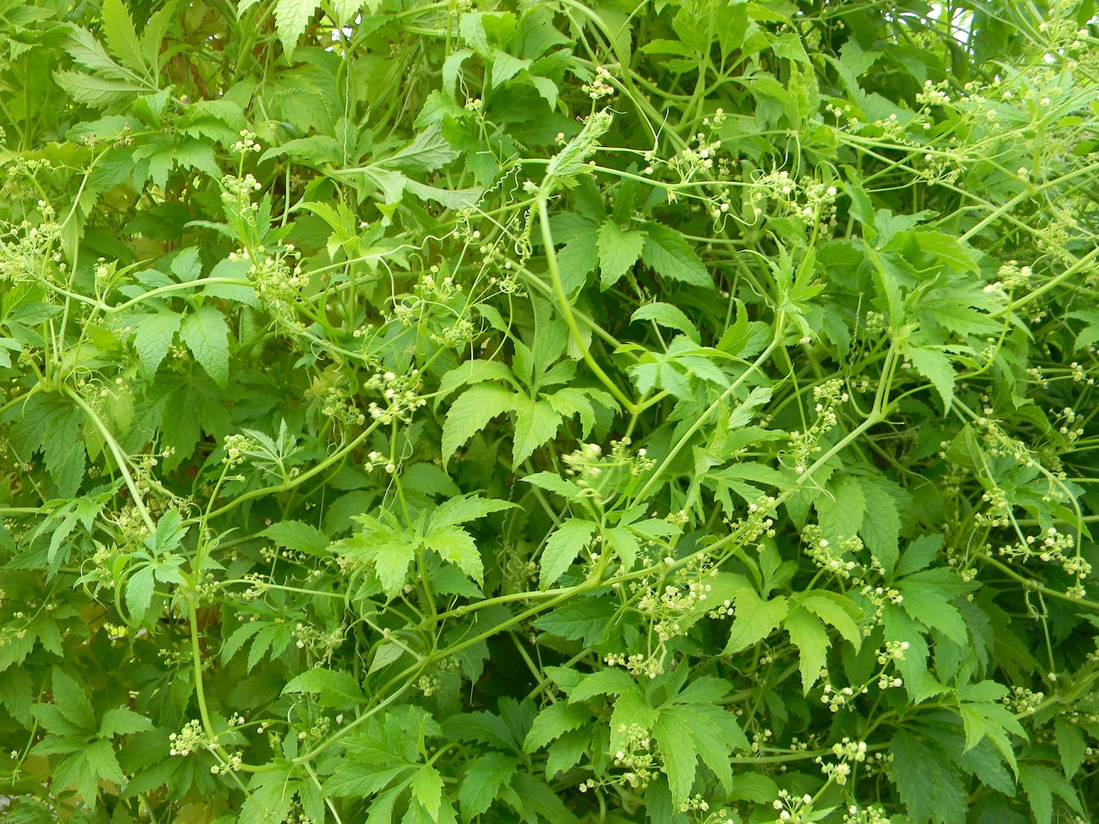 OGRÓD W PIELOWIE CYCLANTHERA PEDATA achocha lub caigua (cayhua)