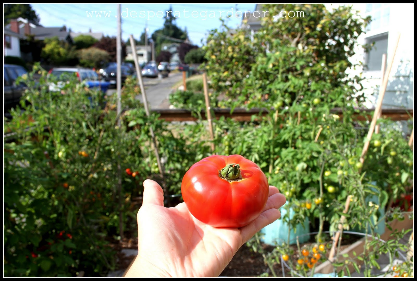 Desperate Gardener Tomato Tuesday When to harvest!