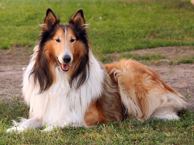 Collie5.jpg