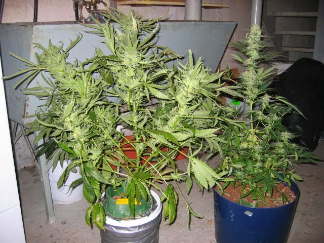 Grow Your Medicine The Eternal Battle Old School Farming Vs