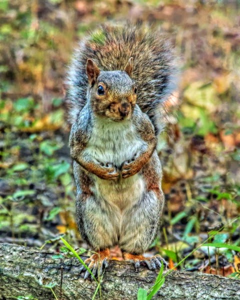 Ennyman's Territory: A Little Known Fact about the Squirrels of Ohio
