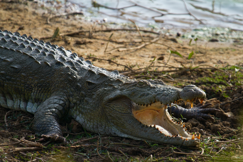 Sri Lanka Crocodile