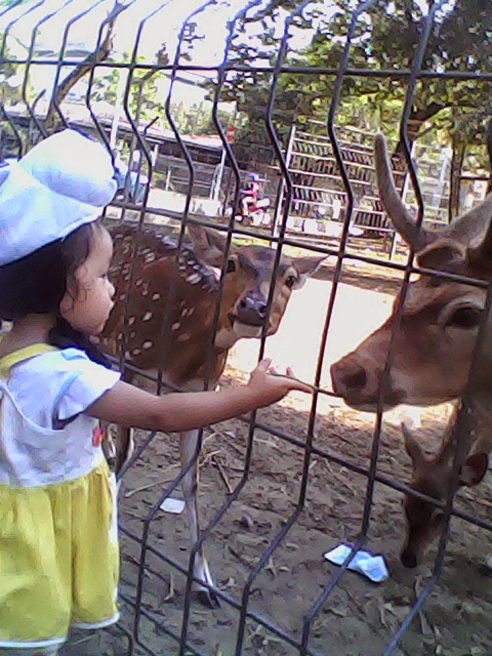 Hana memberi makan rusa.