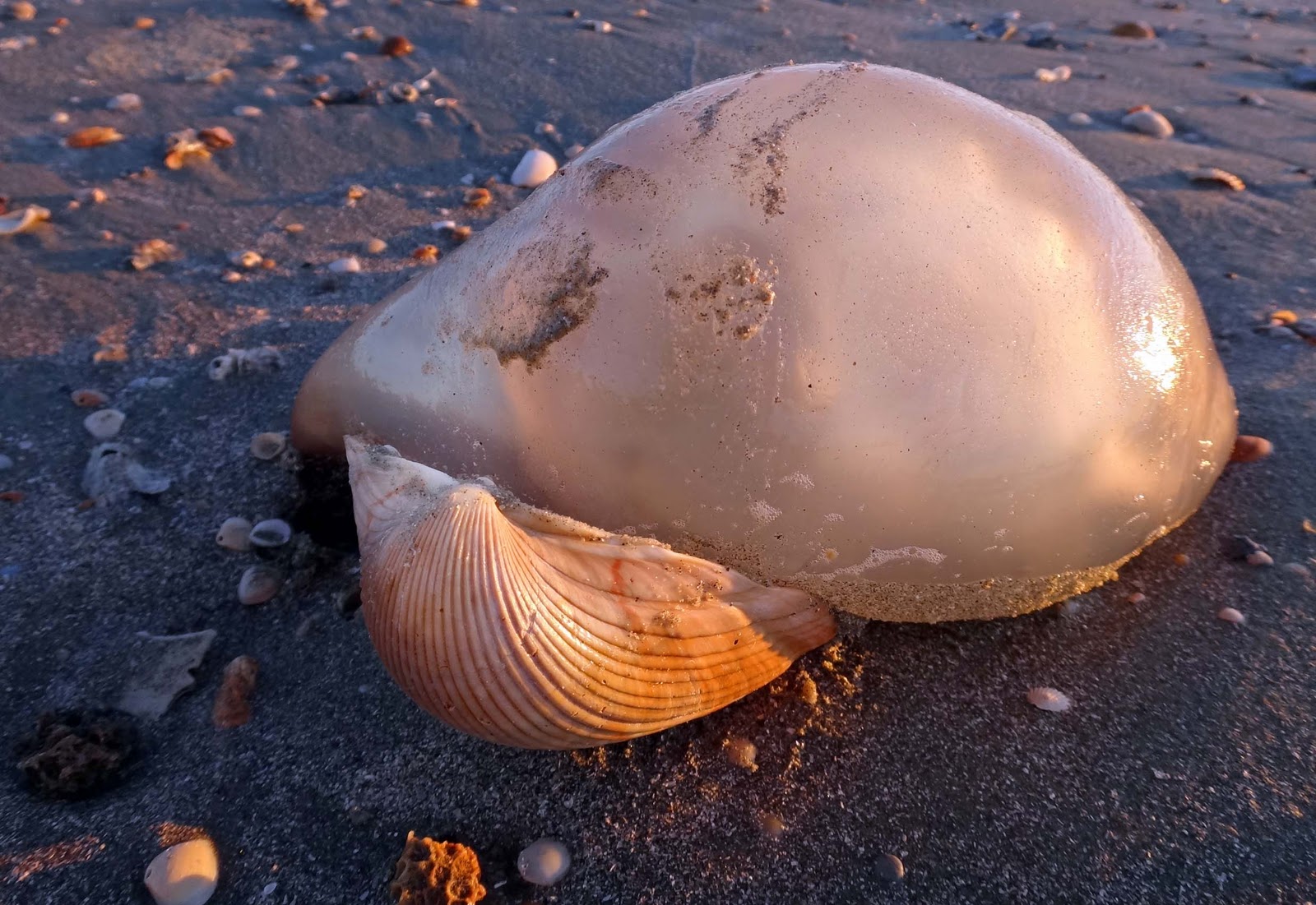 Joe's Retirement Blog Isle of Palms, South Carolina, USA