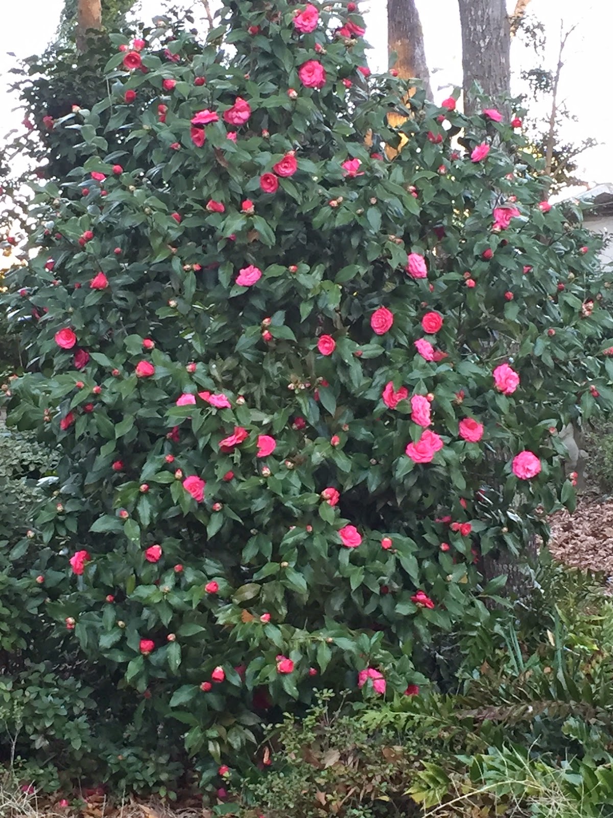 Unexpected Ending! What Happens After The Camellias Bloom? - msld7vm