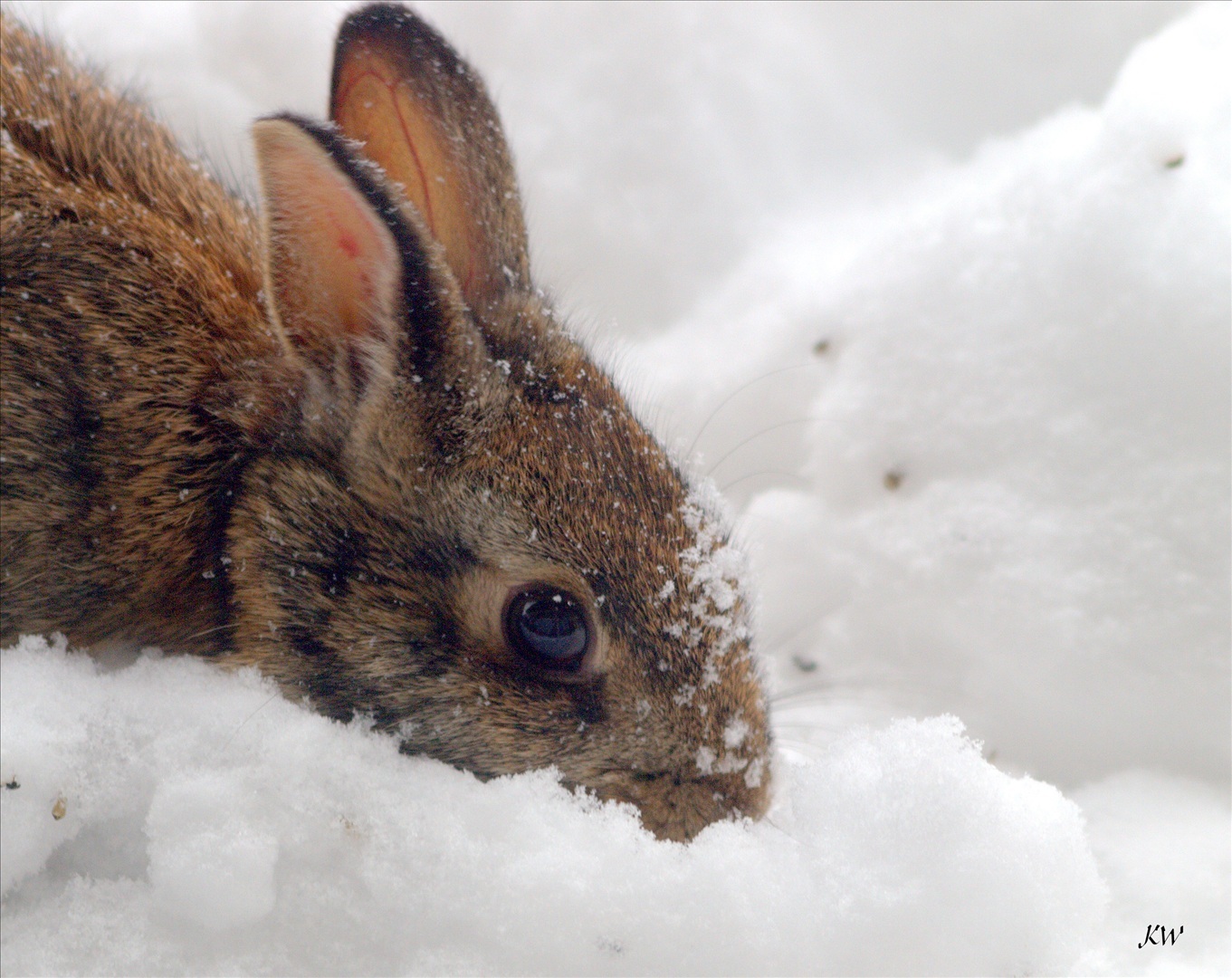 WINTER SURVIVAL GUIDE Abbey Vets Blog