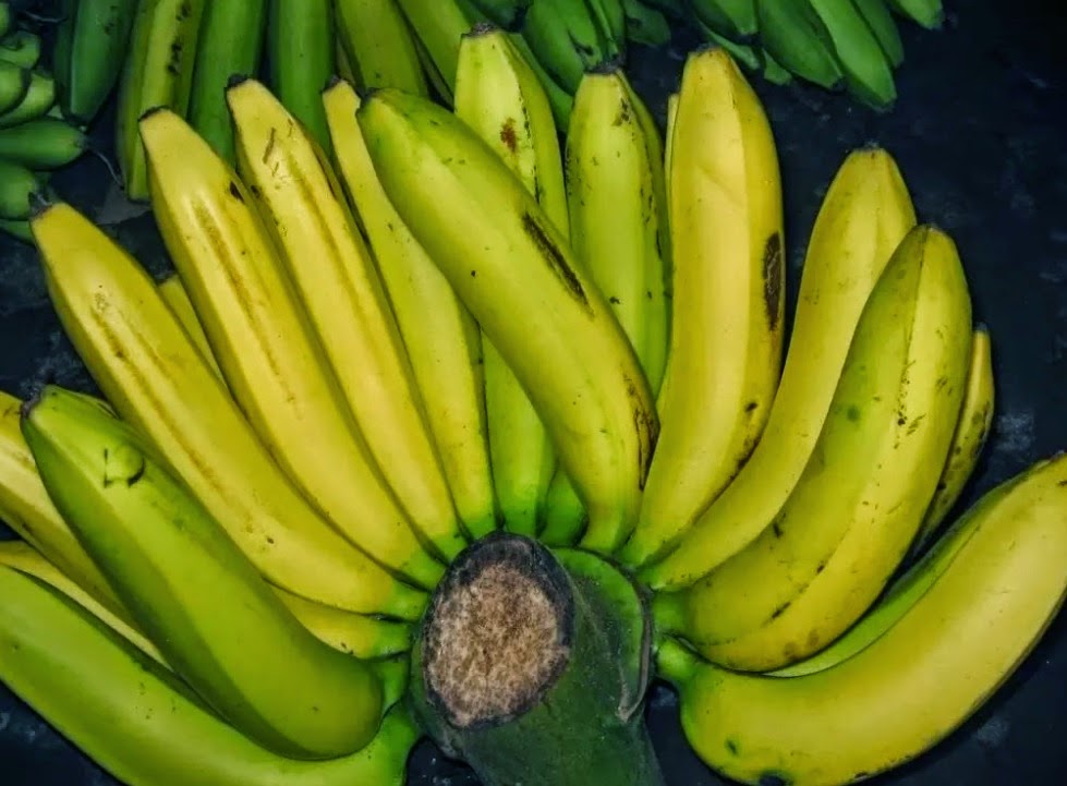 Image Result For Gambar Mewarnai Buah Pisang Image Result For Gambar Mewarnai Buah Pisang