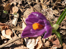 First spring flower !