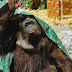 La orangutana Sandra tiene abogado en la causa por posible maltrato en el Zoo porteño