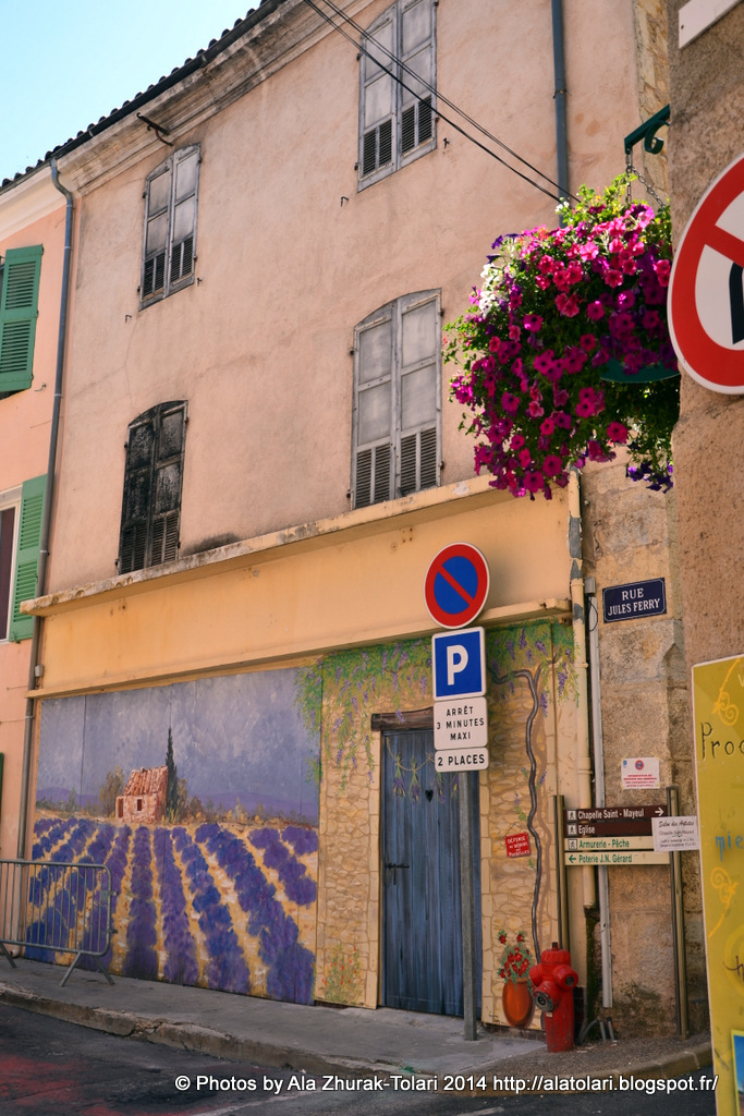 Plateau Valensole.Peignes de lavande. village Valensole