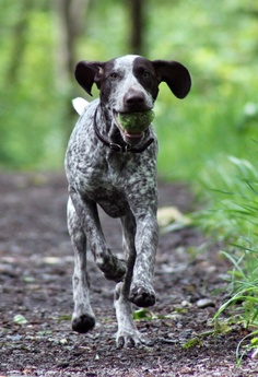 oral hygiene chews for dogs