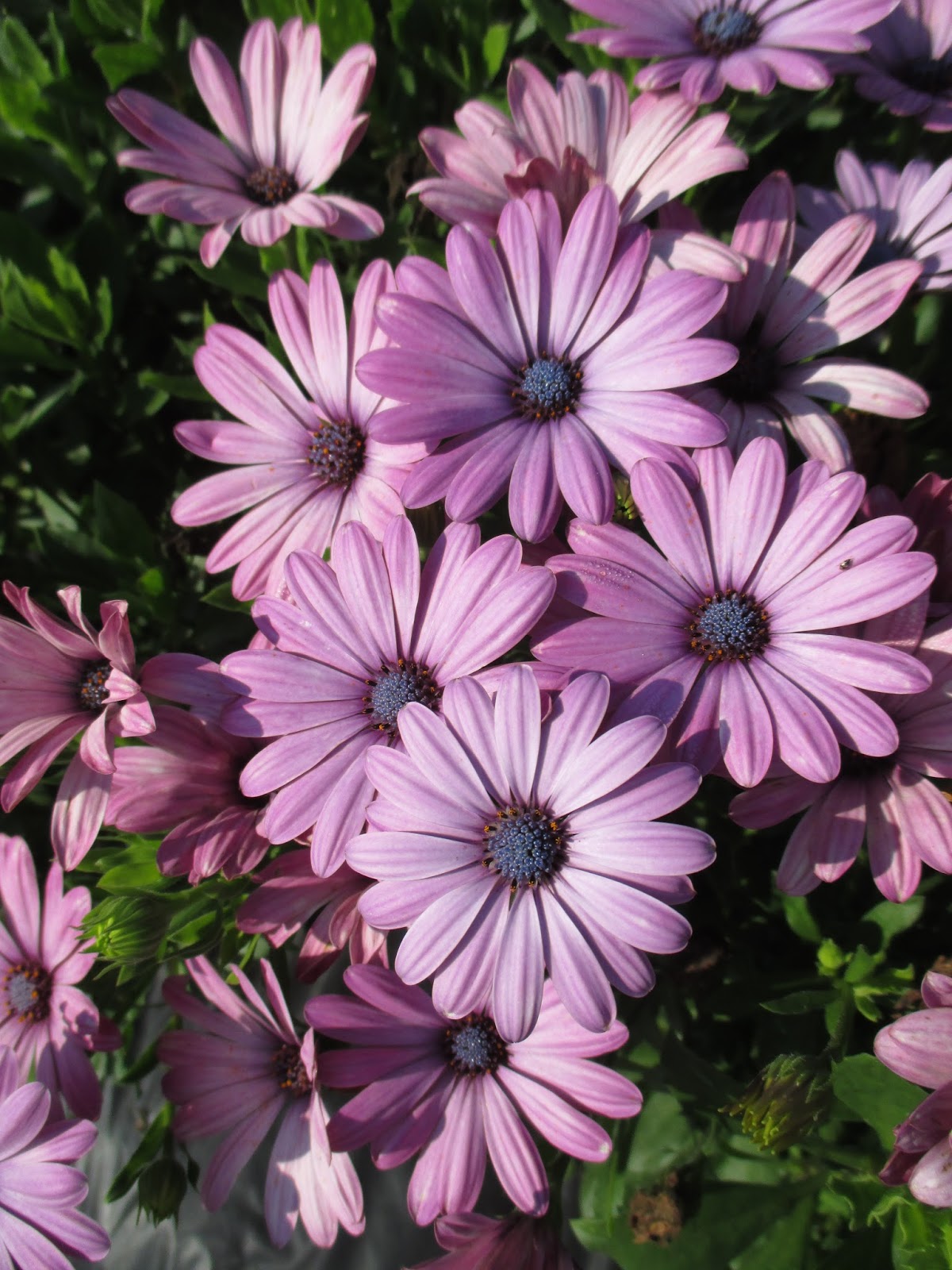 African Daisies (Osteospermum) Rotary Botanical Gardens