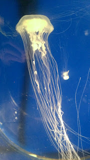 white jellyfish in a fish tank