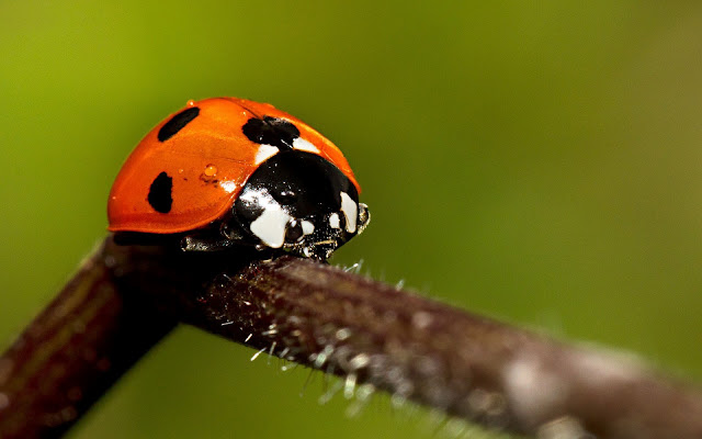 HD animal wallpaper with a ladybug on a branch