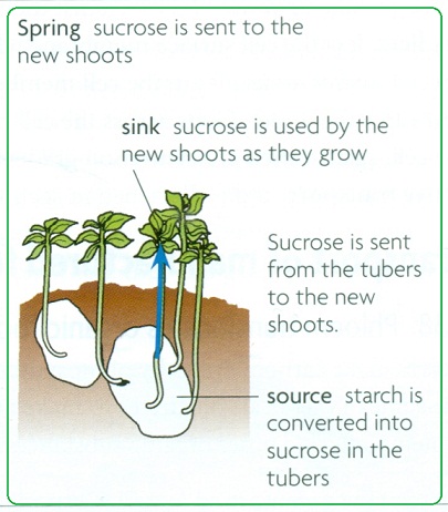 67 Transport Of Materials From Sources To Sinks At Different
