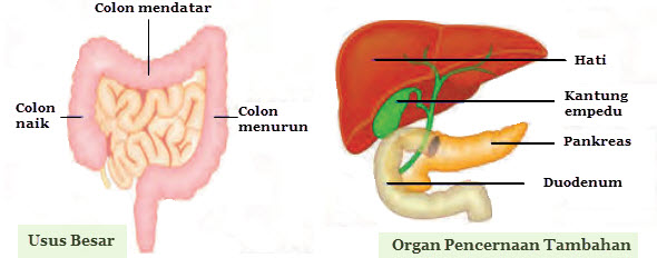34+ Alur Pencernaan Makanan Pada Manusia Pictures