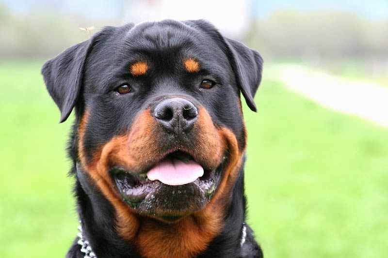 Hund Mit Bild Rottweiler Hunde Welpen
