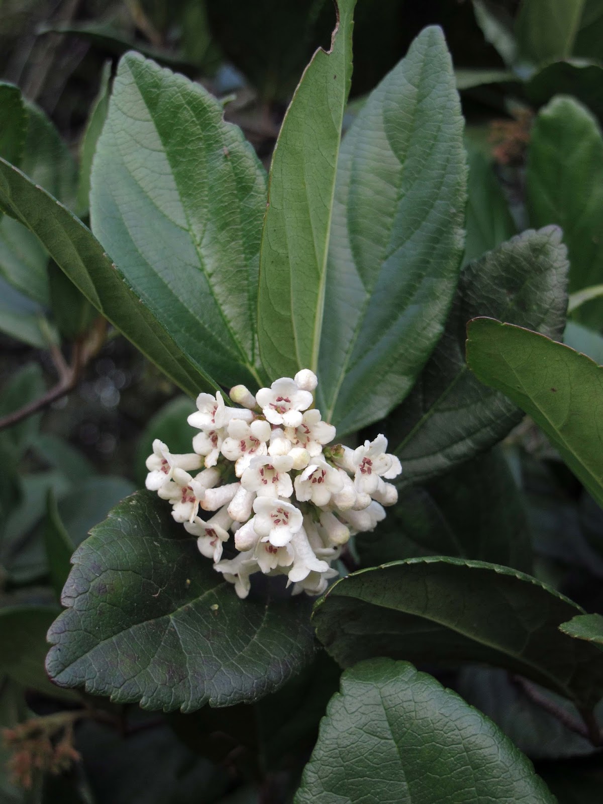 Roses Du Jardin Cheneland