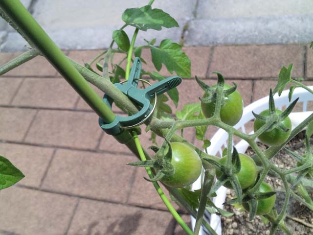 園芸の写真 Engei No Shashin 園芸初心者の東京オヤジが プランターで野菜を作り始めた記録である 5月 12