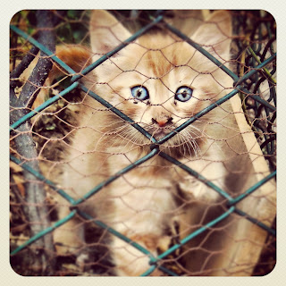 Istanbul Stray Kitten