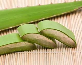 Manfaat Lidah Buaya yang Mengagumkan Manfaat Lidah Buaya yang Mengagumkan