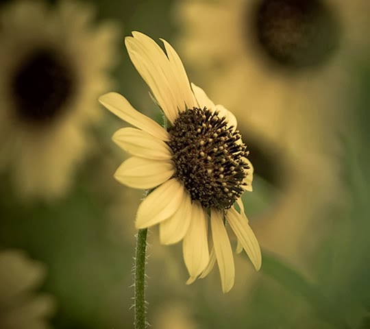 Sunflower Sunflower