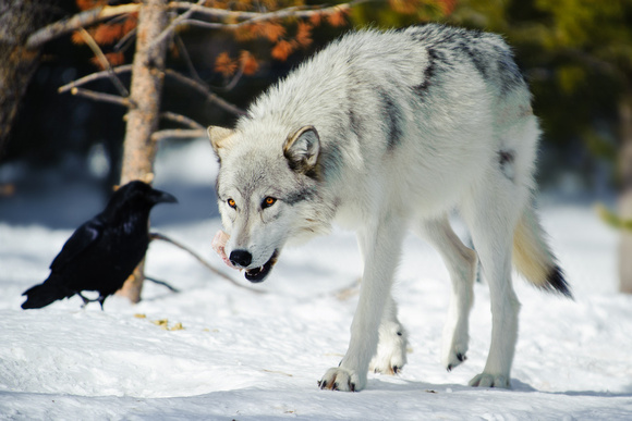 Image result for lois crisler wolves