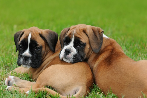 Get cute boxer puppies for free