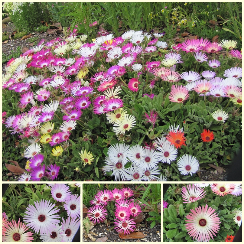 photographing New Zealand livingston daisies