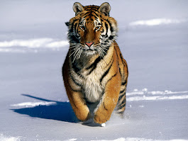 TIGRE DE AMUR