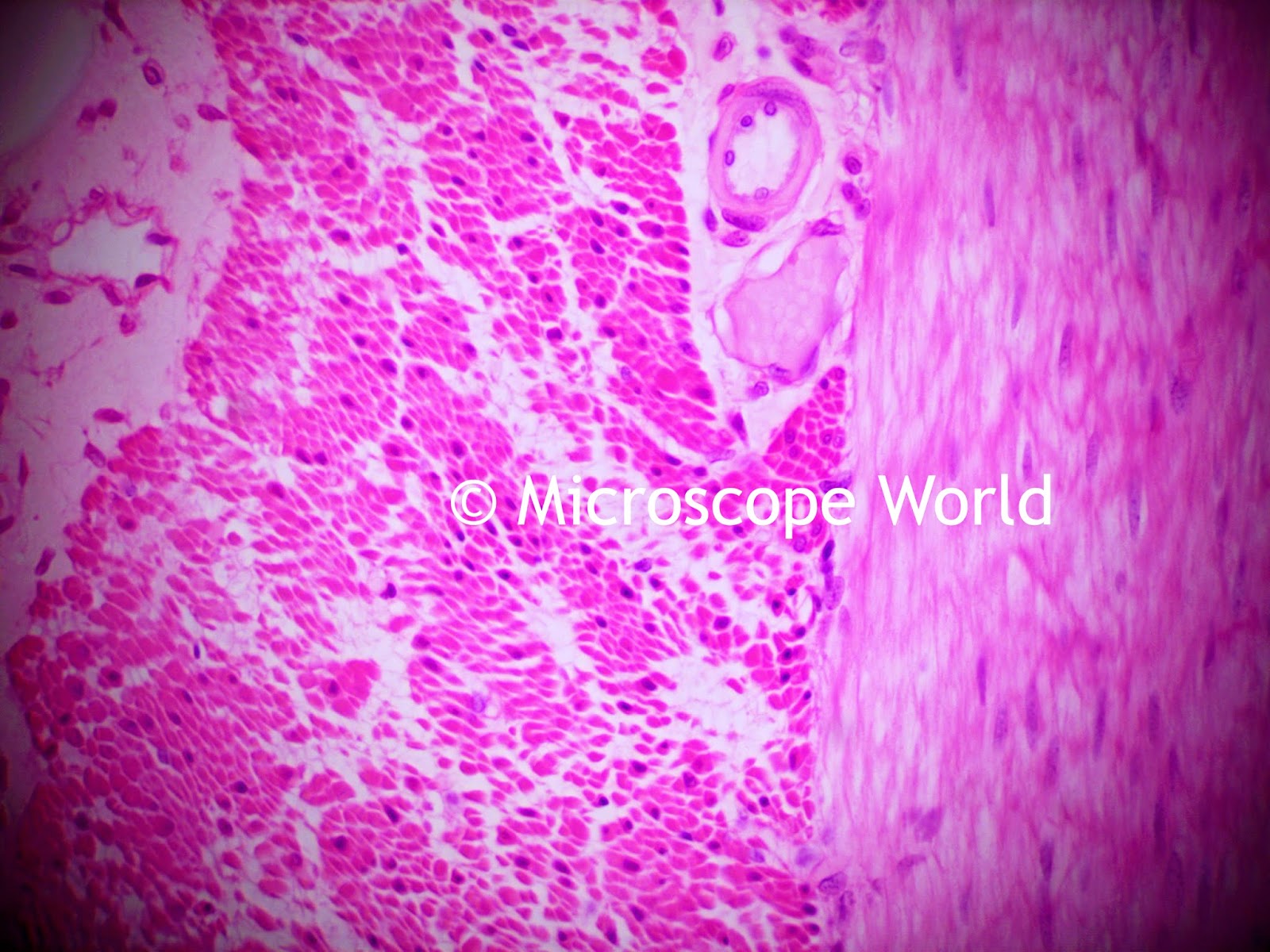 microscope image at 400x