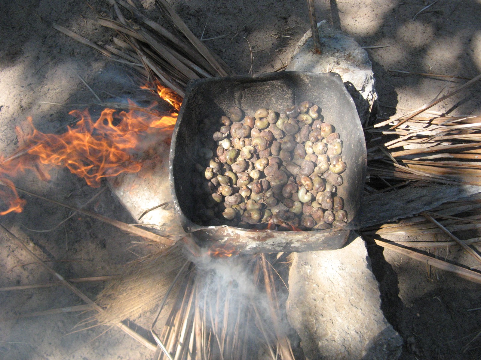 CASHEW NUTS FROM KILIFI
