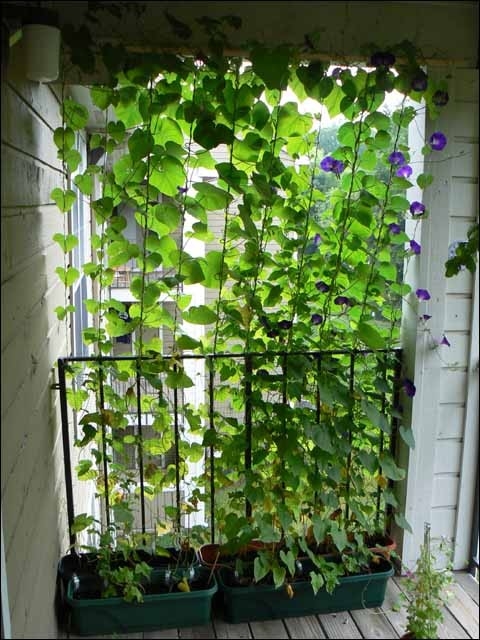 Backyard Privacy Ideas With Plants : Trepadeiras como cortina natural para voc? ter privacidade na sua Backyard Privacy Ideas With Plants : Trepadeiras como cortina natural para voc? ter privacidade na sua