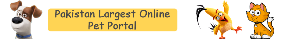 Pakistan Largest Online Pet Portal