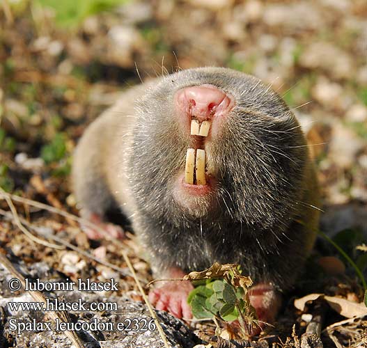 Dead Mole Rat