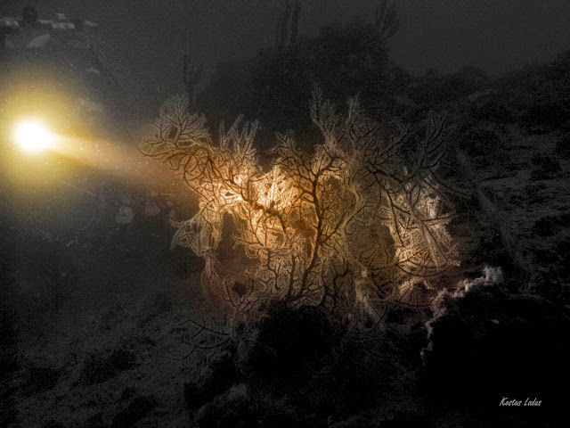 Οι συλλεκτες τροφης των κοραλιων διακρινονται στο κοντρα φως του φακου .
