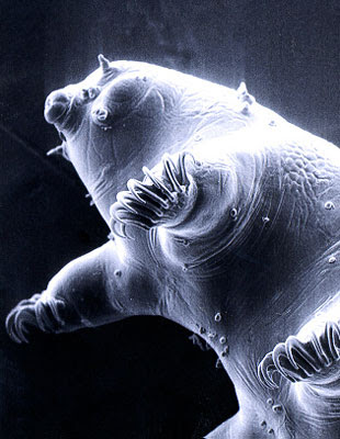 史上「最強不死生物」水熊蟲（tardigrade）