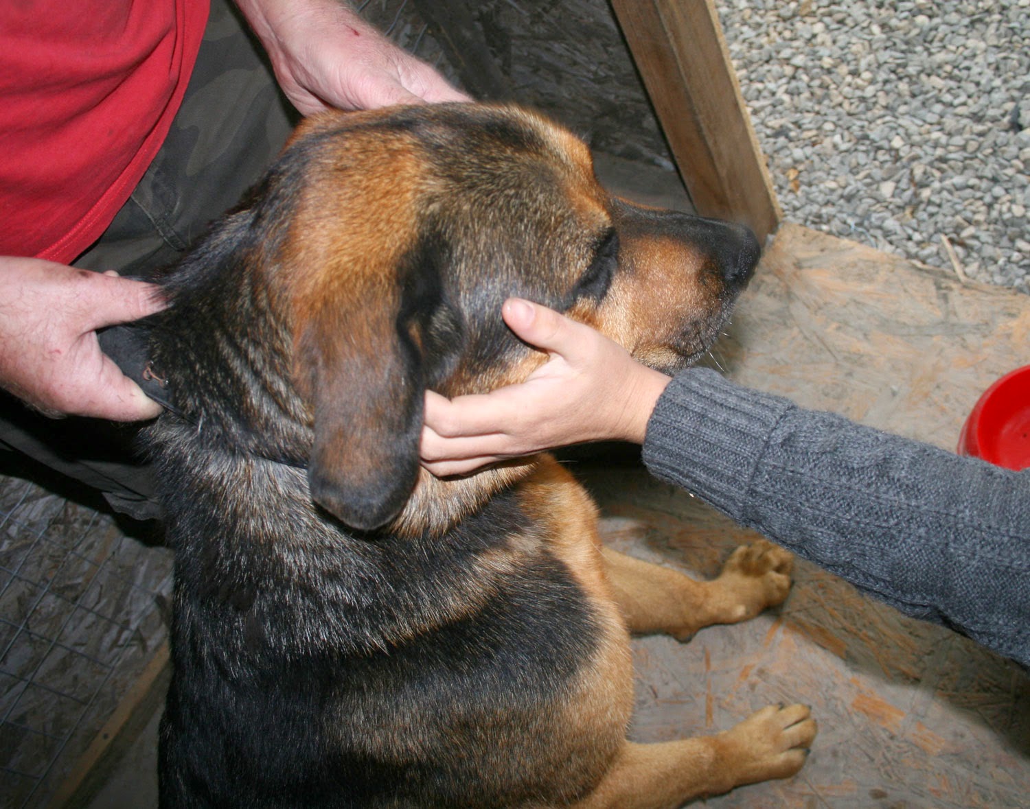 Giving Rambo a good rub and a cuddle at the kennels Giving Rambo a good rub and a cuddle at the kennels