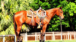 Johnson & Wales University College - College Choices