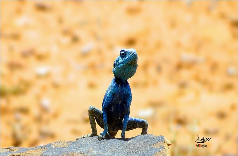 amateur photographers, Best Photo of the Day in Emphoka by Saif Hayyan, https://flic.kr/p/pYpyyr amateur photographers, Best Photo of the Day in Emphoka by Saif Hayyan, https://flic.kr/p/pYpyyr